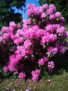 IMG_20150602_085755
